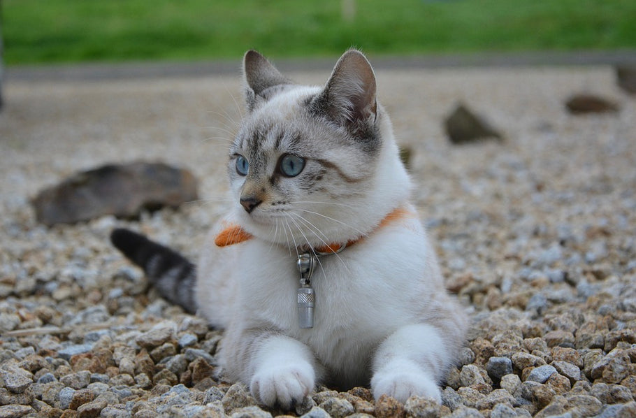 10 Cute Cat Names (For Female Cats)