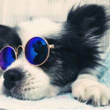 Dog / Cat Fashion Glasses