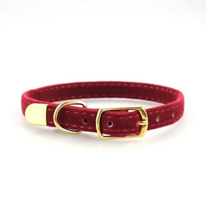 Kitten / Puppy Collar