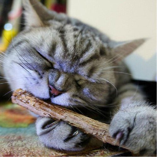 15/20pieces Natural Matatabi Catnip Stick Toys