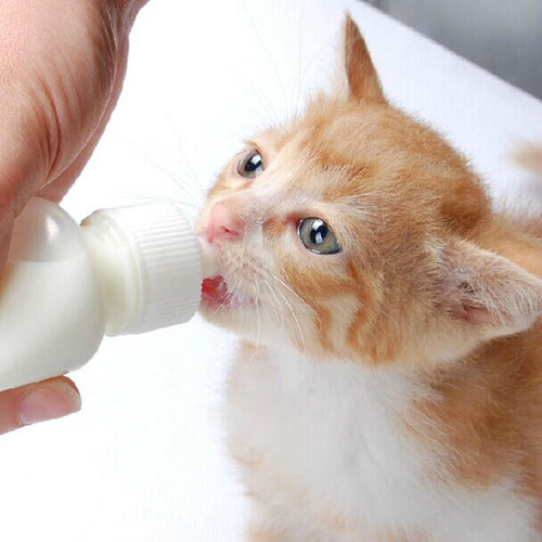 Puppy / Kitten Feeding Bottle